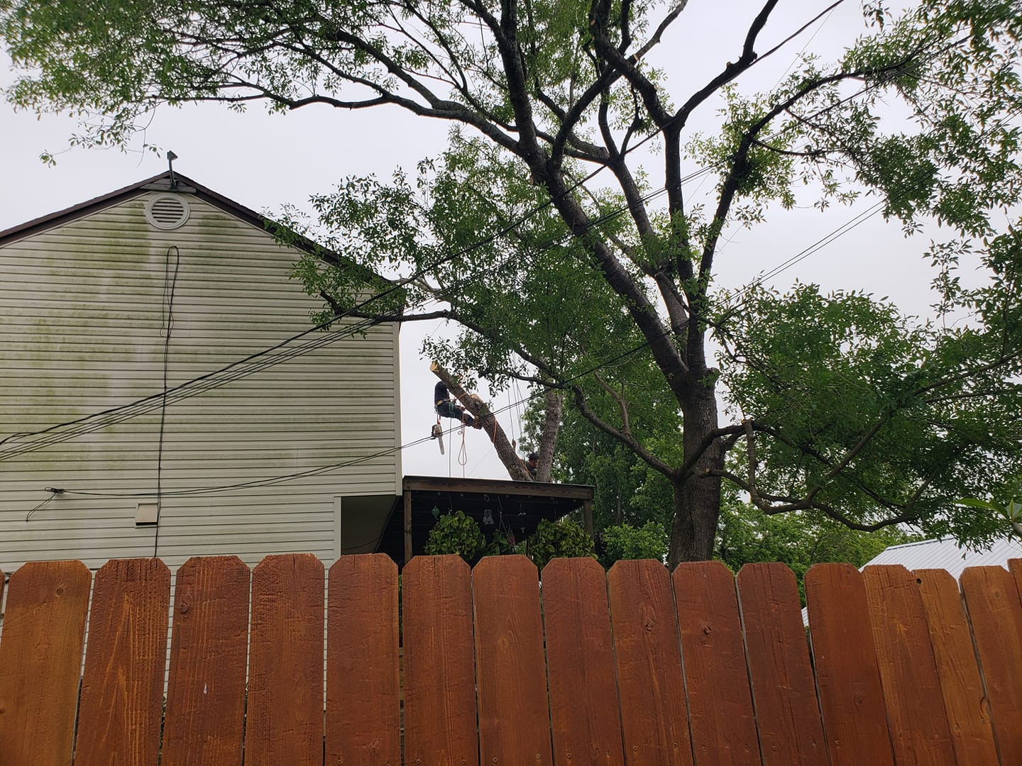 Tree Removal Services Austin, TX